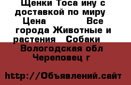 Щенки Тоса-ину с доставкой по миру › Цена ­ 68 000 - Все города Животные и растения » Собаки   . Вологодская обл.,Череповец г.